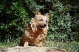 NORWICH TERRIER 032